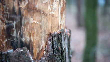 Eine von Schädlingen befallene Kiefer mit abgefallener Borke steht in einem Wald im Landkreis Potsdam-Mittelmark.