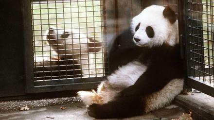 Das Panda-Paar Bao Bao und Tjen Tjen nach ihrer Ankunft 1980 im Zoologischen Garten.