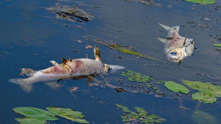Tote Fische treiben an der Wasseroberfläche im Winterhafen, einem Nebenarm der Oder.