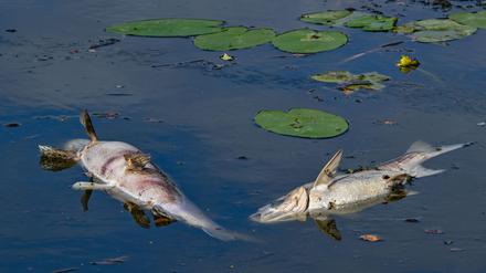 Tote Fische treiben an der Wasseroberfläche im Winterhafen,einem Nebenarm Oder.