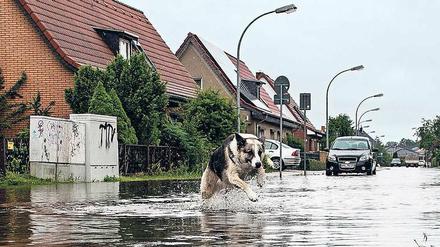 Ins Wasser, marsch! Dieser Schäferhund ist wohl einer der Wenigen im brandenburgischen Leegebruch, die am Starkregen der vergangenen Tage ihren Spaß haben. 