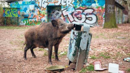 Nah dran. Geschätzt drei- bis viertausend Wildschweine gibt es in Berlin. Vor zehn Jahren waren es mal 10 000. 