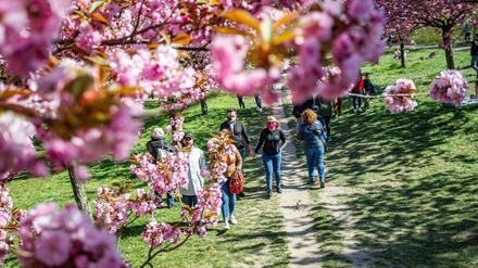 Berliner und Brandenburger können sich auf eine paar sonnige Tage und Gelegenheit für Spaziergänge freuen, wie hier in der TV-Asahi-Kirschblütenallee in Lichterfelde.