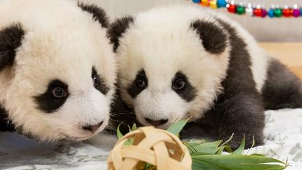 Die Zwillinge wurden mit einem ersten Spielzeug überrascht, einen mit Bambusblättern gefüllten Weidenball. 