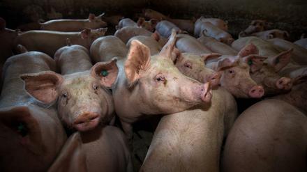 Viele Schweine, viel Gülle. Die Hinterlassenschaften der Massentierhaltung sind ein Problem für die Umwelt.
