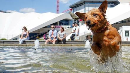 Die Hitze war am Wochenende auch in Berlin zu spüren. Ein Hund namens Coco springt im Brunnen unterhalb des Fernsehturms einem Stein hinterher.