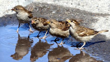 Viele Stadtvögel haben ebenso mit der Hitze zu kämpfen.