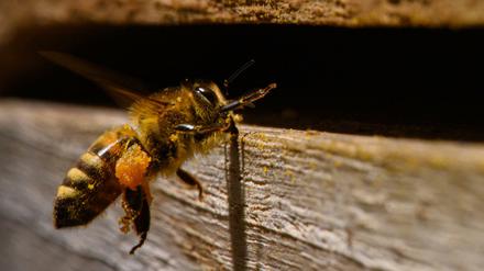 Gefahr für Bienen: In Brandenburg ist die "amerikanische Faulbrut" nachgewiesen worden.