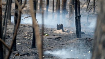 In Brandenburgs Wäldern hat es in diesem Jahr bereits mehr als 400 Mal gebrannt.