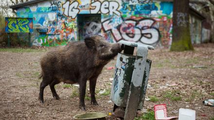 Wildschweine sind in Brandenburg keine Seltenheit 