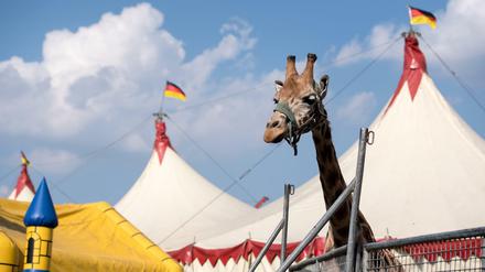 Kommt wohl bald nach Berlin: Eine Giraffe im Zirkus Voyage.