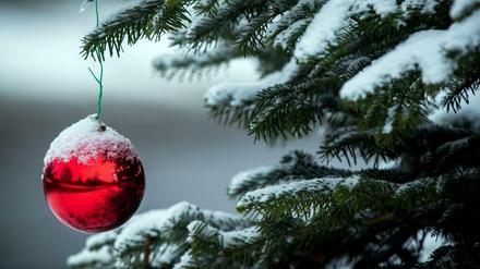 Für Weihnachtsstimmung vor dem Bundesrat sorgt in diesem Jahr ein Tannenbaum aus der Lausitz.