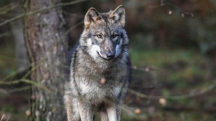 Ein Wolf steht in seinem Gehege im Wildpark Schorfheide. 