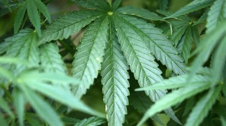 Über 300 Cannabispflanzen hat die Polizei in einem Keller in Rudow entdeckt. (Symbolbild)