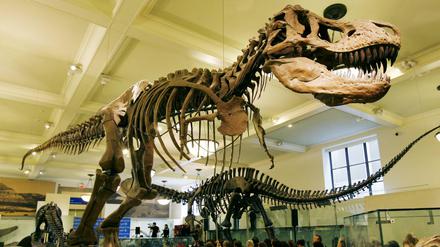 Der Tyrannosaurus Rex im New Yorker Naturkundemuseum. 