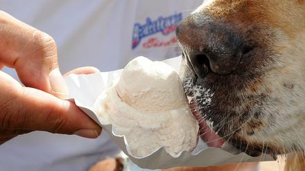 Super für süße Schnauzen - Hundeeis. Eigentlich steht Hunden als Hilfsmittel gegen die Hitze nur Hecheln und Wasser zur Verfügung. Aber jetzt können auch sie sich schleckend abkühlen. Hundeeis gibt's in diesem Sommer in etlichen Tierläden, aber auch schon in einigen Berliner Eissalons. 