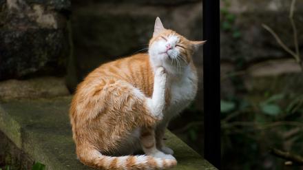 Kratzen und lecken: Katzen pflegen ihr Fell ausgiebig. Doch beim Lecken verteilen sie ein Eiweiß auf ihrem Fell, auf das viele Menschen allergisch reagieren.