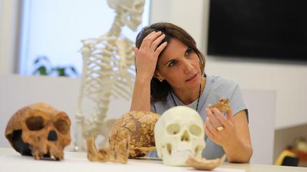 Anthropologin Hila May zeigt Knochenstücke. Der Urmensch Nescher Ramla verbinde Eigenschaften des Neandertalers. . 