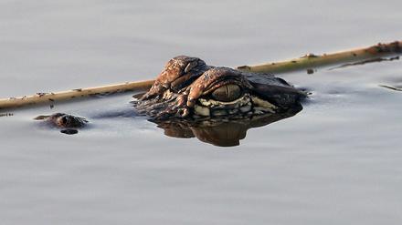 Drogenrückstände im Abwasser könnten Alligatoren und andere Tiere in Rauschzustände versetzen. 