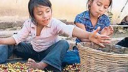 Arbeit statt Schule. Kinder helfen in Mexiko bei der Kaffeeernte. 