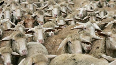 Dürfen wir Schafe Schafe nennen oder fühlt sich die Ziege dann diskriminiert?