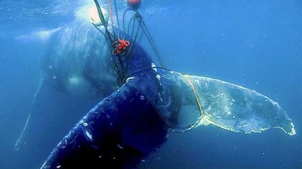 Qualvoller Tod. Verfangen sich Wale in Fischfangnetzen, ersticken sie zumeist.