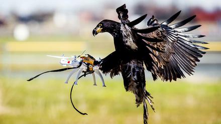 Ein Adler greift nach einer Drohne.