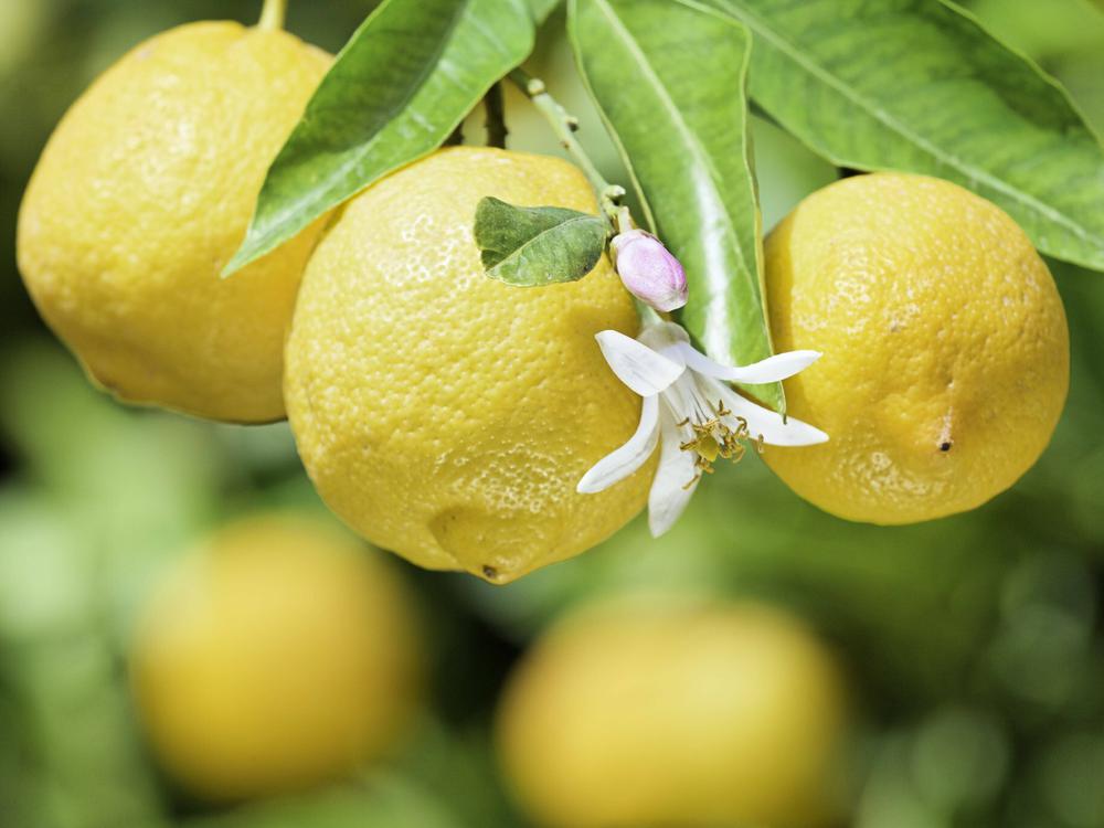 Ikone: weniger Italien in Zitronen wachsen Italien seine Warum immer vernachlässigt