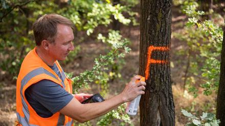 Jürgen Harm, Forstwirt und Baumkontrolleur bei der Bahn, markiert neben einer Bahnstrecke einen Baum. 