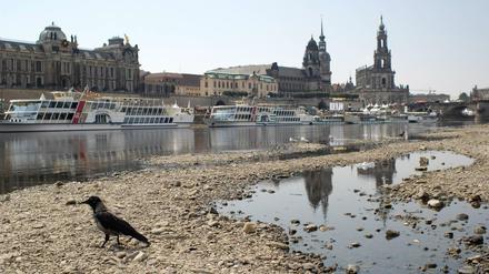 Die Elbe ist zu einem schmalen Flüsschen geworden. Die Hitze hat nicht einmal mehr genug Wasser für die Ausflugsdampfer in Dresden übrig gelassen. 
