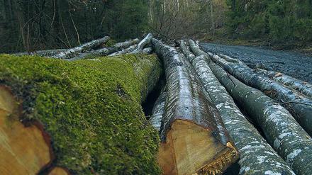 Gefälltes Holz gilt in Rumänien als wertvolle Ware. 90 000 Kubikmeter 2018 wurden allein in Maramures illegal abgeholzt.