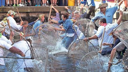 Und „reingejuckt“: Bis zu 1000 Fischer springen nach einem Böllerschuss in den Memminger Stadtbach – Frauen dürfen zugucken. 