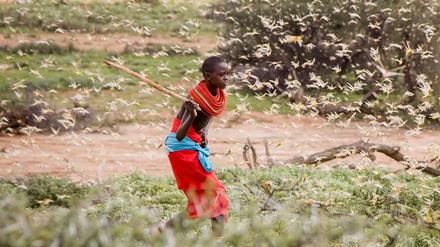 Mehrere Länder wie Kenia und Somalia sind von der Heuschreckenplage betroffen.