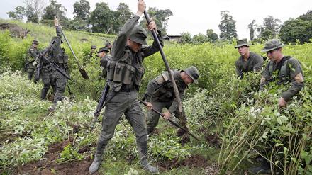 Kolumbianische Polizeieinheiten zerstören die Kokafelder in Tumaco. 