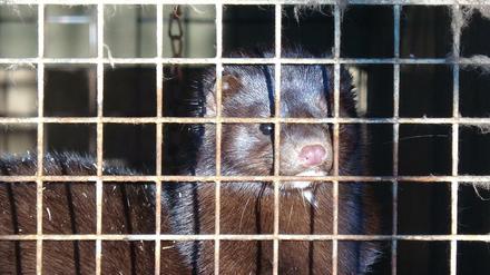 Im Januar waren die Tiere in der Nerzfarm in Rahden noch hinter Gittern.