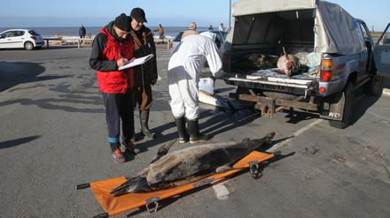 Tote Delfine werden auf einen Transporter geladen. Hunderte tote Delfine sind seit Jahresbeginn an Frankreichs Atlantikküste angespült worden. 