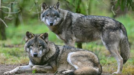 Zwei Wölfe sind im Gehege im Wildpark Schorfheide zu sehen.