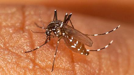 Das Chikungunya-Virus wird durch Tigermücken wie Aedes albopticus übertragen, die vereinzelt auch in Deutschland vorkommen.