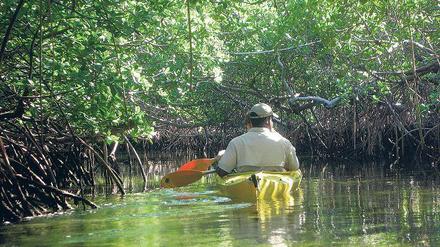 Eine grüne Hölle sind die Mangrovenwälder auf Grand Bahama nicht. Vielmehr schützen sie vor möglichen Tsunamis. 