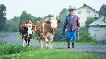 Treue Gemeinschaft. Kleinteilige Landwirtschaft prägt die dünn besiedelte Region im Südosten Polens. Manch ein Bauer besitzt nur ein, zwei Kühe. Foto: Caro/Bastian