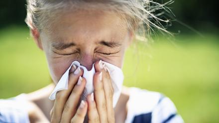  Eine Studie zufolge verändern Feinstaub und Stickoxide die Allergene in den Birkenpollen und führen zu einer höheren Allergenität.