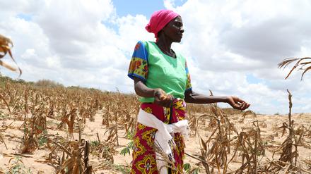 Das Geld aus der Milliardärssteuer zur Bekämpfung von Hunger und Konflikten, zur Pandemievorsorge und zur Begrenzung des Klimawandels eingesetzt werden.