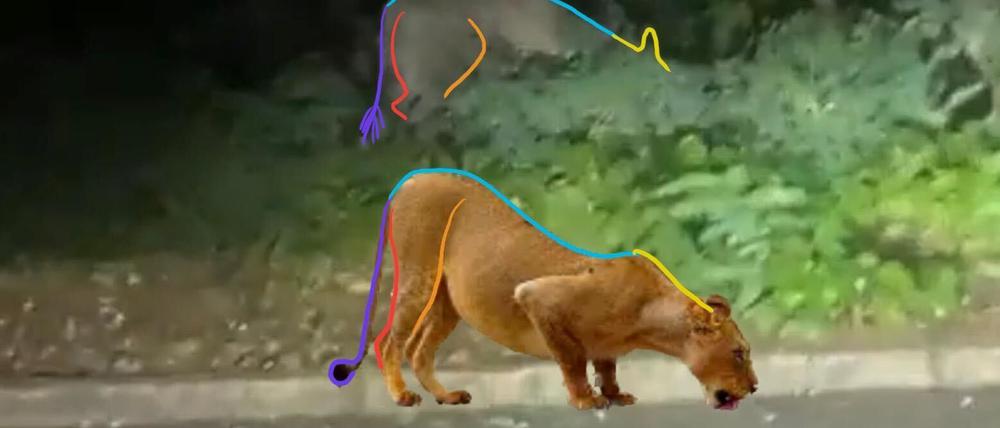 Die Bilder wurden uns von Georg Messerer, einem professionellen Spurenleser mit einem CyberTracker-Zertifikat (int. Standard für Spurenlesung) zur Verfügung gestellt. José Maria Gagàn | CyperTracker