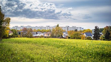 Berlin Reinickendorf Herbst, Blick über ein Senf-Feld in Lübars auf das Märkische Viertel - 24.10.2022 Berlin *** Berlin Reinickendorf autumn, view over a mustard field in Lübars to the Märkische Viertel 24 10 2022 Berlin