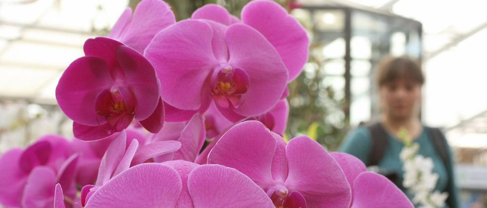Orchideenausstellung im Botanischen Garten