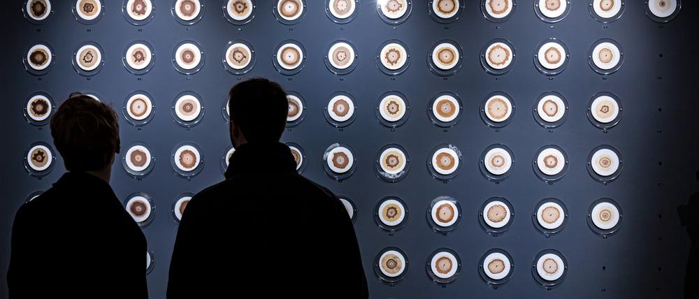 Keine Kaffeesatzleserei: Je mehr Gift im Boden ist, desto blasser bleiben die kreisförmigen Filterpapiere.