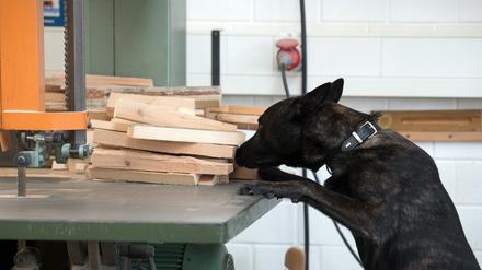 Ein Drogenspürhund sucht in einer Werkhalle der Justizvollzugsanstalt in Köln (NRW) nach Drogen.