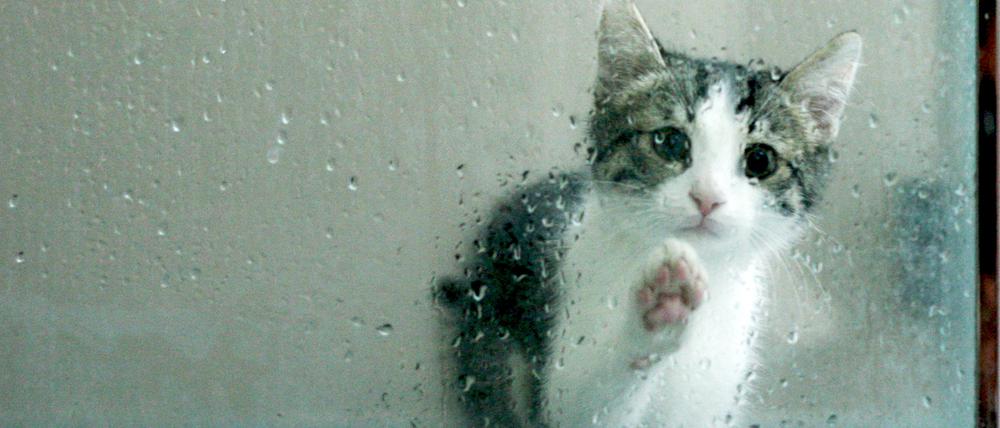 Ist sie, oder er, traurig? Wir wissen es nicht. Aber das Bild ist es irgendwie.