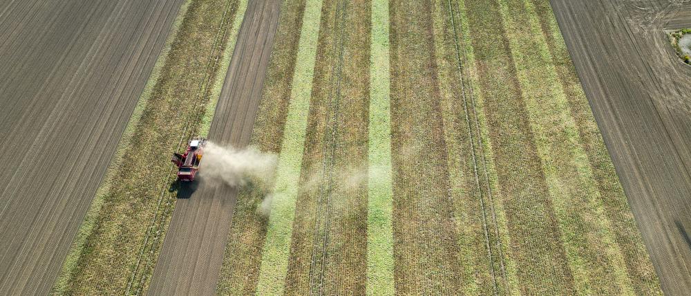 Ein Bauer wirbelt bei der Rübenernte in Sachsen-Anhalt Staub auf.