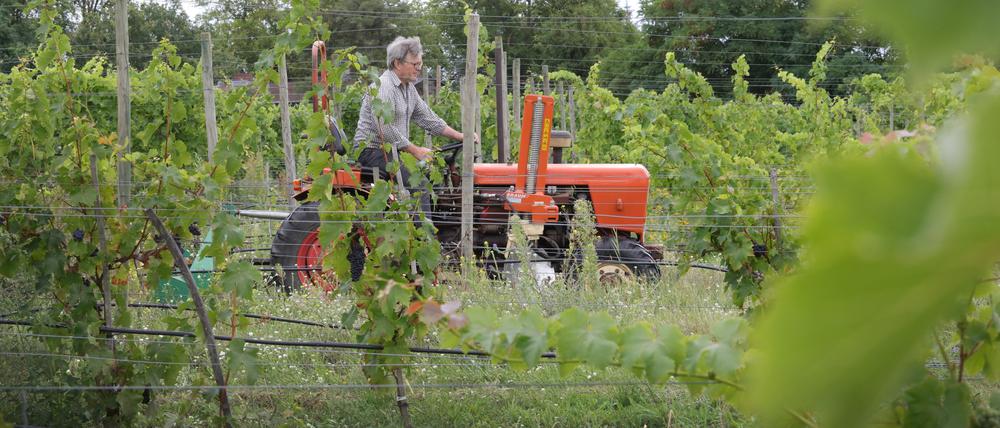 Auf dem Weinberg in Potsdam-Marquardt Winzer bauen Andreas Meyer-Aurich und seine Frau seit rund 10 Jahren verschiedene Weinsorten an.